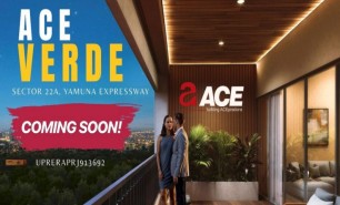 Ace Verde